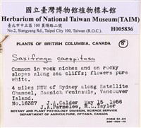 簇狀虎耳草藏品圖，第2張